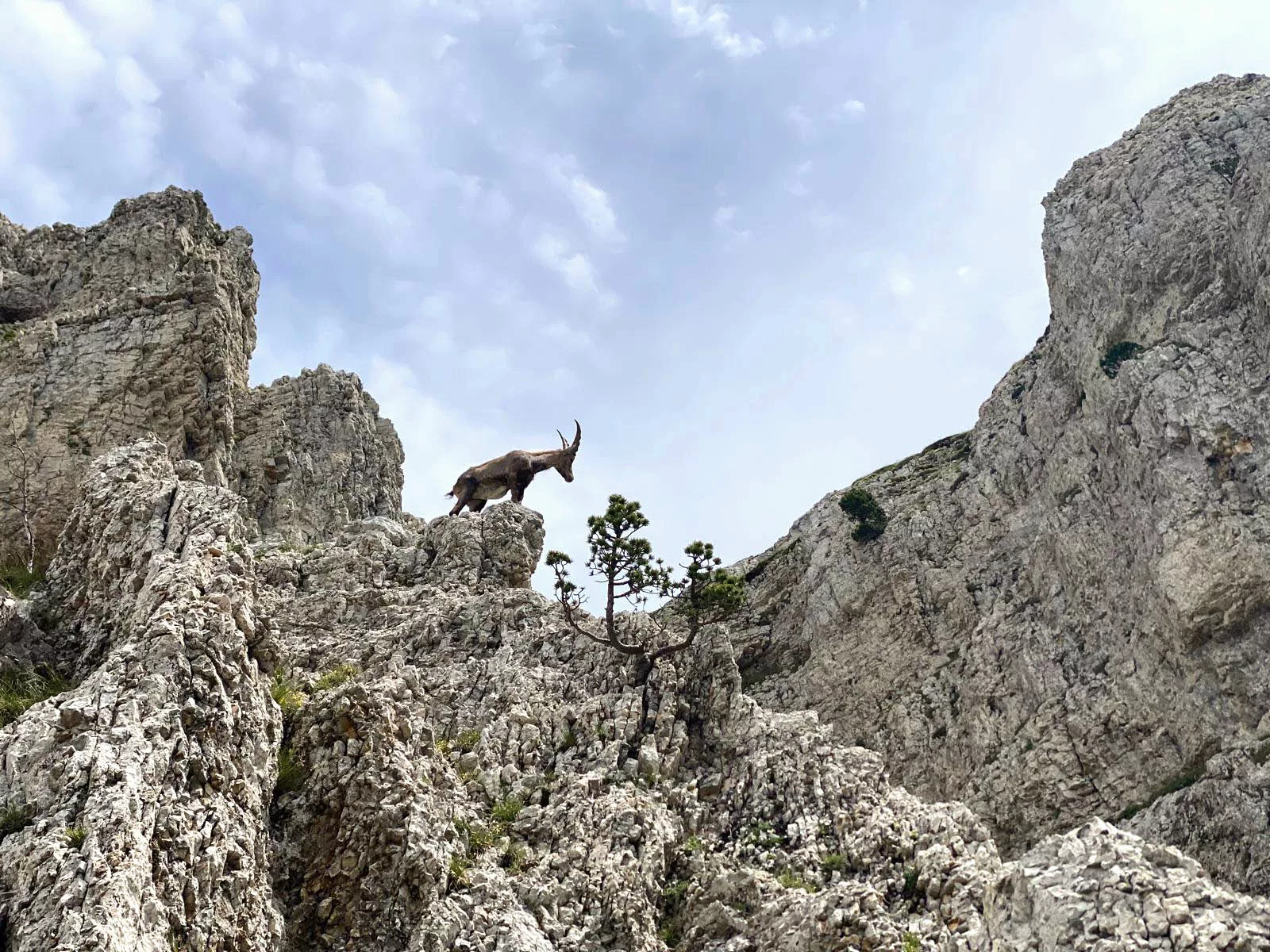 bouquetin mont aiguille